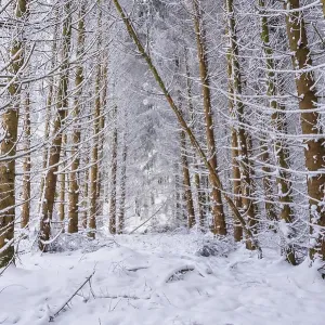 Tree trunks in snow, winter forest Tree trunks in snow, winter forest