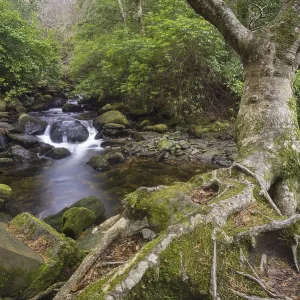 Tree and woodland stream roots