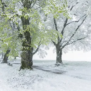 Trees, alley in spring with snowfall
