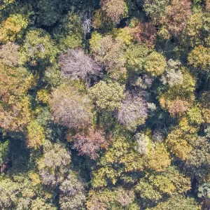 Trees in autumn forest, drone photo