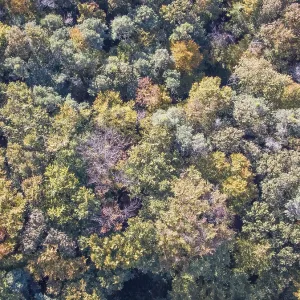 Trees in autumn forest, drone photo