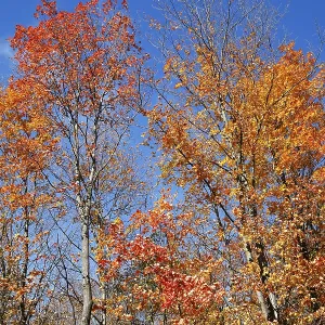 Trees in autumnal forest, Province of Quebec