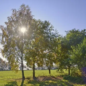 Trees, backlight, tree, meadow