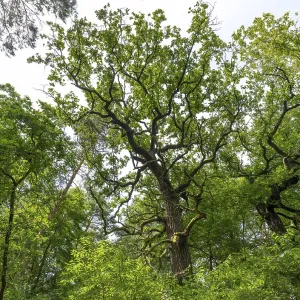 Trees in the Colbitz Linden Forest in the Colbitz-Letzlinger Heide Trees in the Colbitz Linden Forest in the Colbitz-Letzlinger Heide