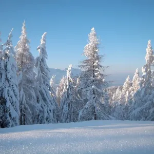 Trees covered in heavy snow, Berchtesgaden Trees covered in heavy snow, Berchtesgaden