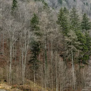 Trees with Fallen Leaves in Mountain Forest Print Trees with Fallen Leaves in Mountain Forest Print