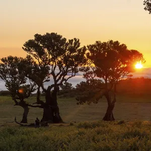 Trees of Fanal Forest at Sunset and Cloud Inversion