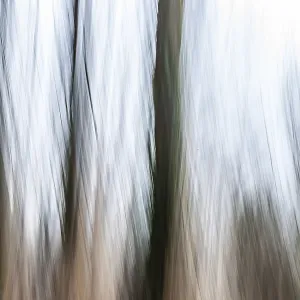 Trees in the forest, blur effect Trees in the forest, blur effect