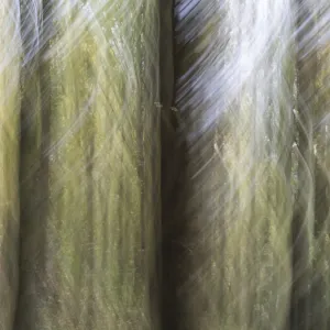Trees in the forest, blur effect