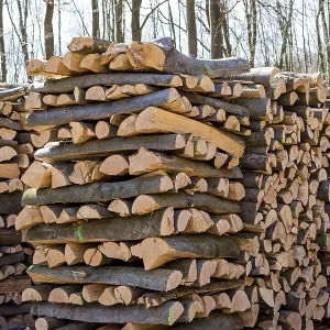 Trees in a forest were cut down during timber work Trees in a forest were cut down during timber work