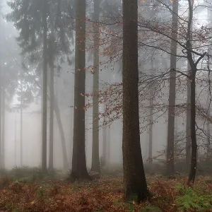Trees in the forest in the fog