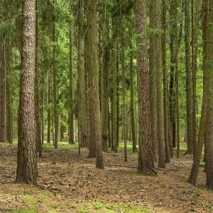 Many trees in a forest with fresh greenery Austria Many trees in a forest with fresh greenery Austria