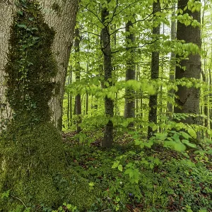 Trees, forest, light green leaves
