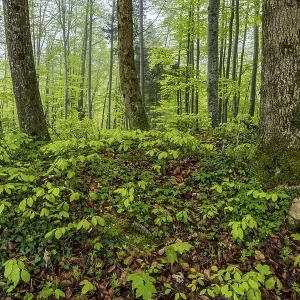 Trees, forest, light green leaves