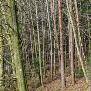 Trees, forest, mixed forest, tree trunks