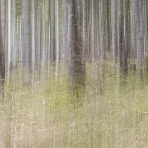 Trees in the forest, pull-along effect