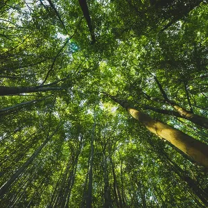 Trees in the forest seen from below Trees in the forest seen from below