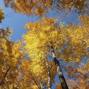 Trees in a forest, Sugar Maple (Acer saccharum) Trees in a forest, Sugar Maple (Acer saccharum)