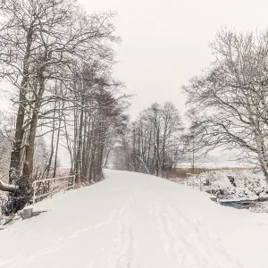 Trees along a forest trail with snow in the winter Trees along a forest trail with snow in the winter