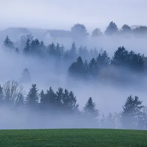Trees and forests in the early morning mist
