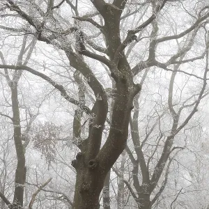 Trees with hoarfrost in a foggy forest create a calm and mysterious atmosphere Trees with hoarfrost in a foggy forest create a calm and mysterious atmosphere