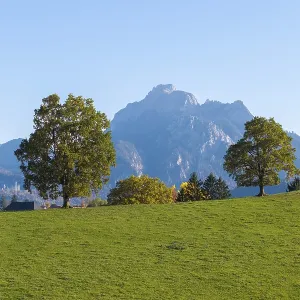 Three trees in a meadow with a mountain in the background under a clear sky