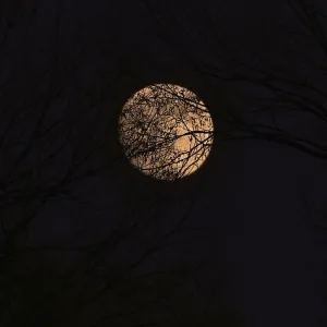 Trees and Full Moon