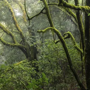 Trees with mosses and lichens. Light mist and sun Trees with mosses and lichens. Light mist and sun