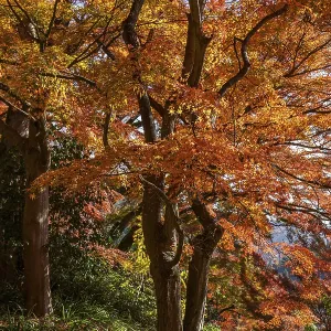 Trees with orange leaves along a forest trail