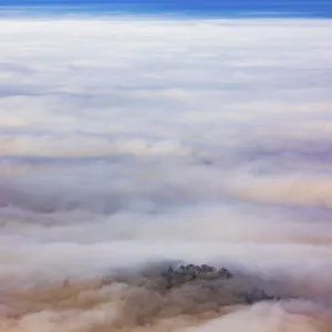 Trees rising out of a sea of fog