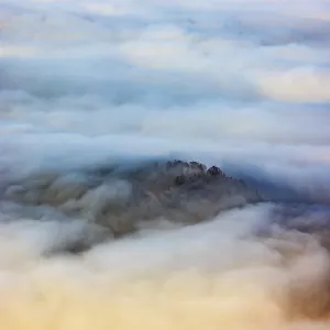 Trees rising out of a sea of fog Trees rising out of a sea of fog