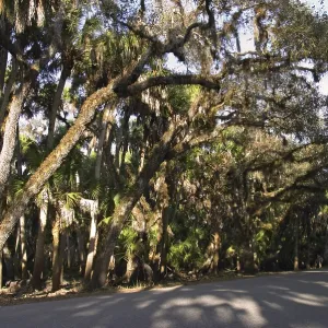 Trees with spanish moss in Myakka River State Park Florida Tillandsia usneoides