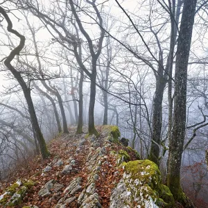 Trees surrounded by moss-covered