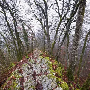 Trees surrounded by moss-covered