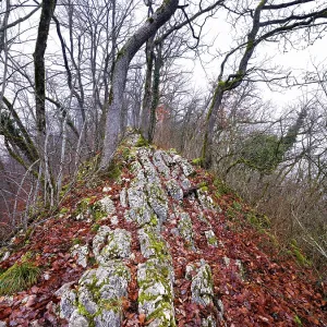 Trees surrounded by moss-covered