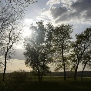 Trees, tree, landscape, nature