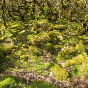 Trees in upland oakwood moss covered granite boulders Trees in upland oakwood moss covered granite boulders