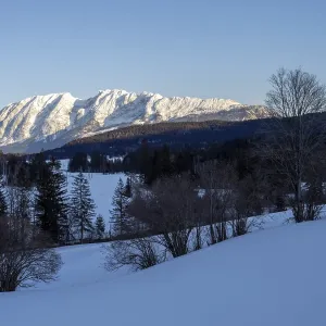 Trees in winter landscape, snow-covered Grimming in the background