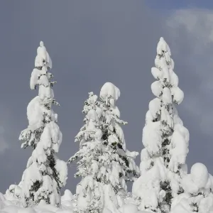 Trees, winter, tree, winter forest