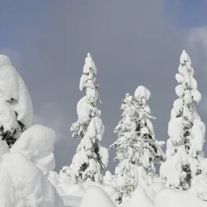 Trees, winter, tree, winter forest