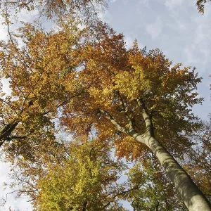 Treetops of autumnal colored beeches from below Treetops of autumnal colored beeches from below