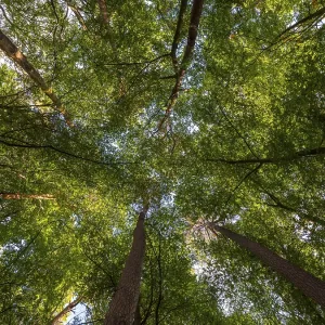 Treetops in a deciduous forest Treetops in a deciduous forest