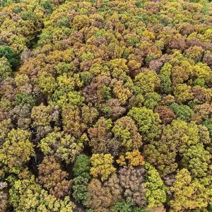 Treetops, deciduous forest from above in autumn Treetops, deciduous forest from above in autumn