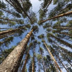 Treetops, Forest, Isojaervi National Park
