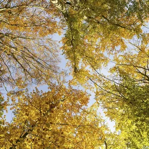 Treetops in a mixed forest with autumn leaves