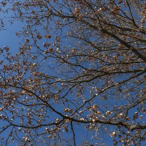 Treetops with withered brown leaves in front of a blue sky Treetops with withered brown leaves in front of a blue sky