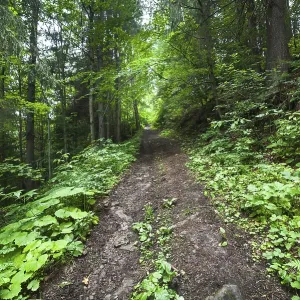 Trekking trail leading through summer landscape of deep highland forest at Carpathian mountains