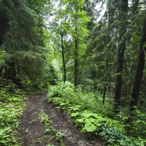 Trekking trail leading through summer landscape of pine tree highland forest at Carpathian mountains