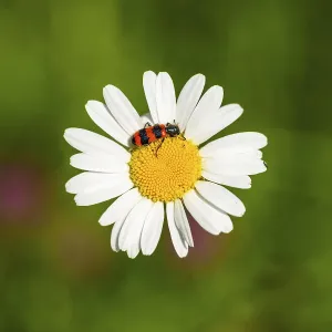 Trichodes apiarius beetle on a ox-eye daisy (Leucanthemum vulgare) blossom in summer