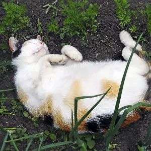 A tricolor cat sleeps on the ground with its belly up